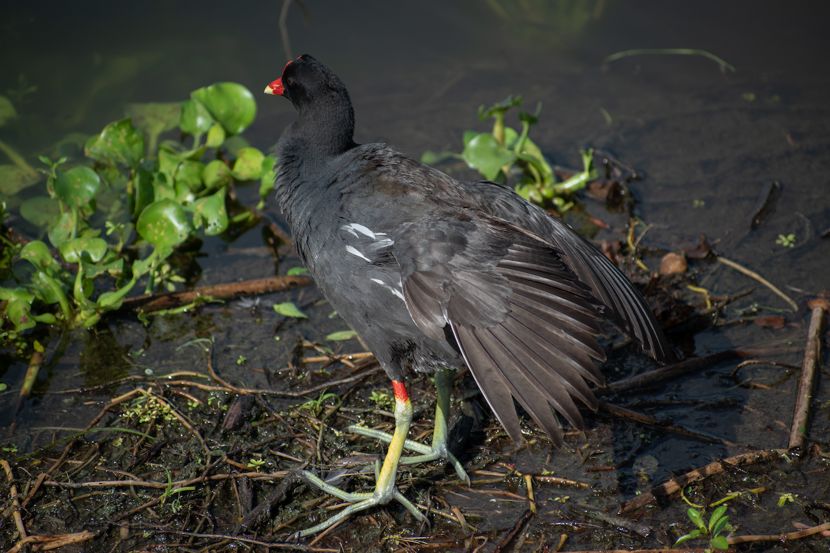 Common Gallinule - ML620391139