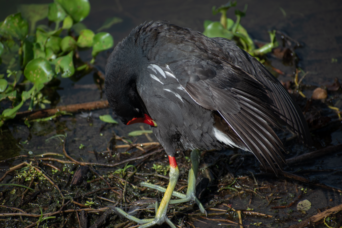 Common Gallinule - ML620391140