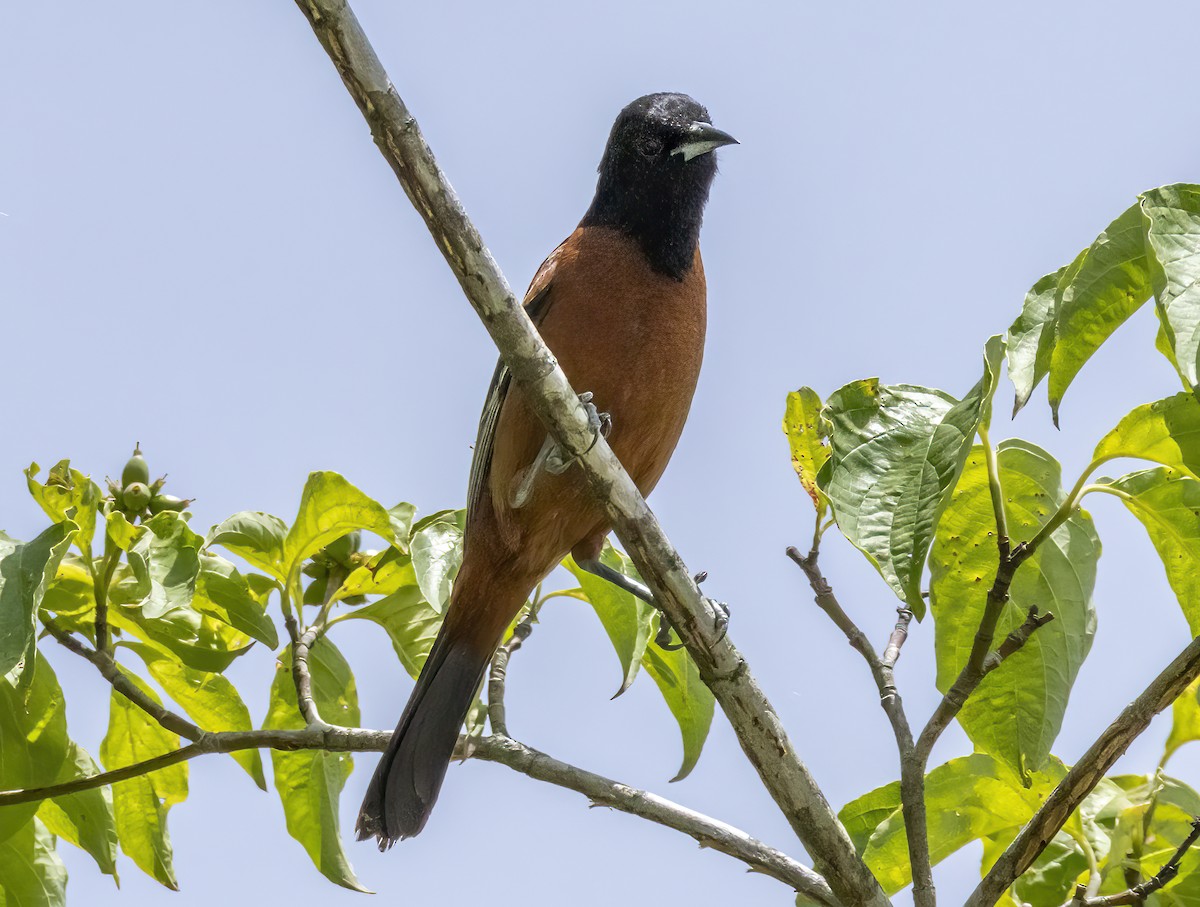 Orchard Oriole - ML620391160