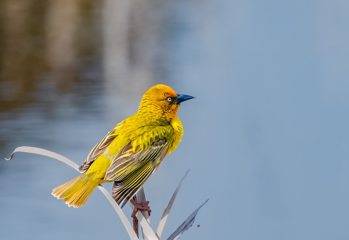 Cape Weaver - ML620391165