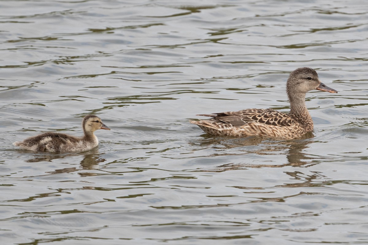 Gadwall - ML620391172