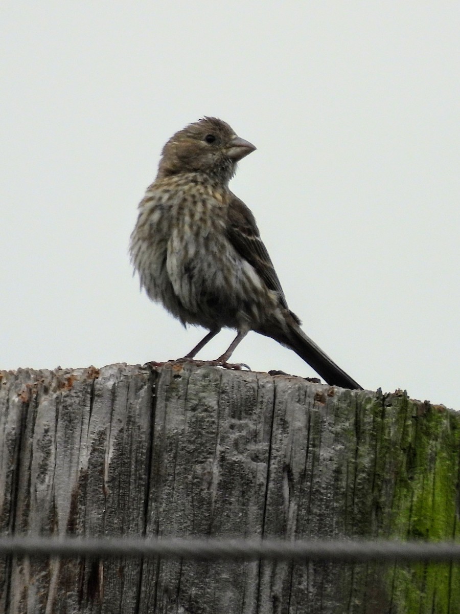 House Finch - ML620391179