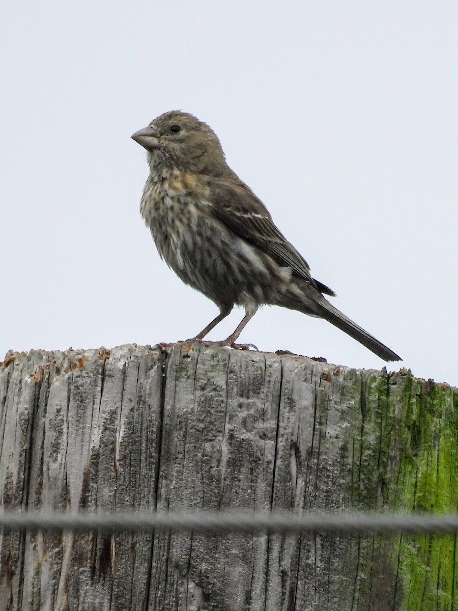 House Finch - ML620391180