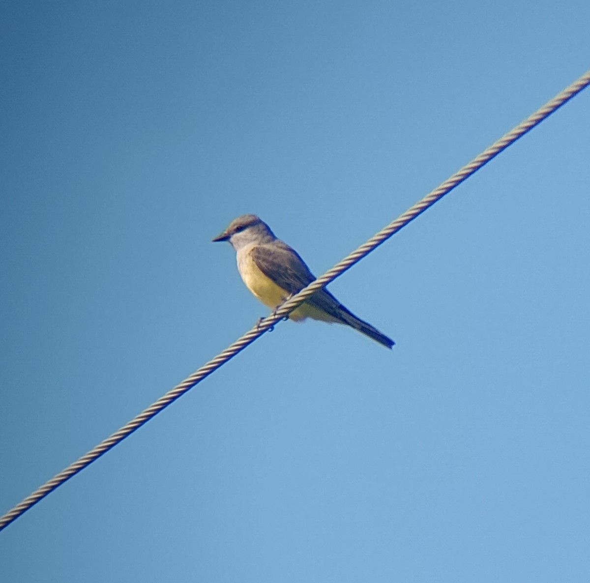 Western Kingbird - ML620391189