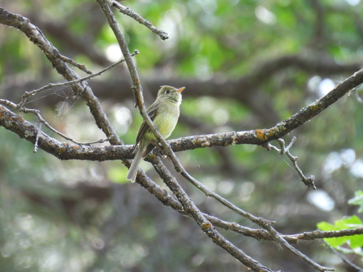 Western Flycatcher - Tonie Hansen