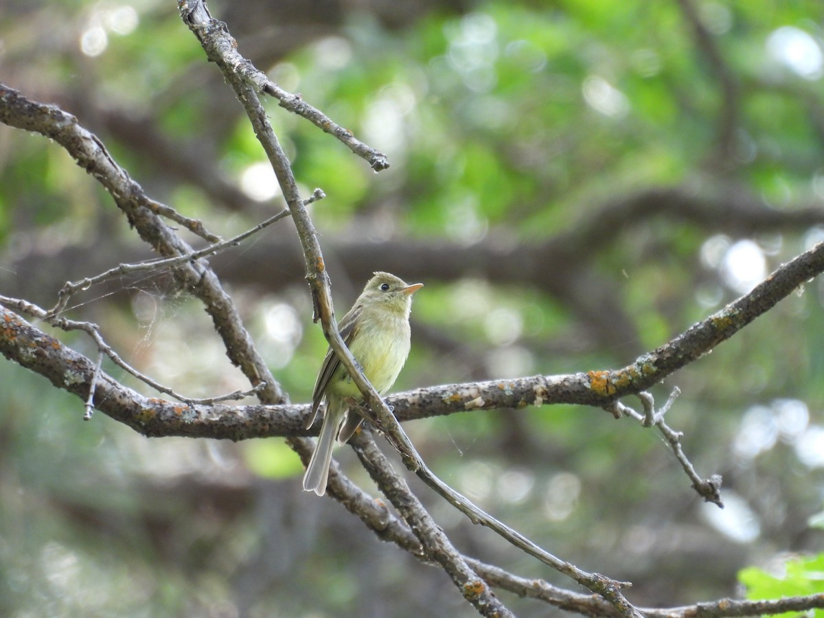 Western Flycatcher - ML620391205