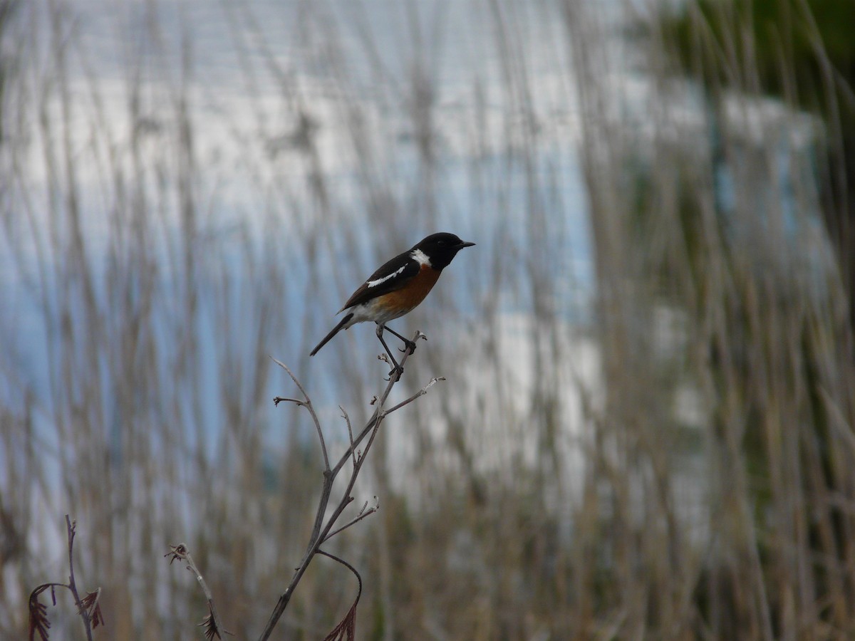 African Stonechat - ML620391206