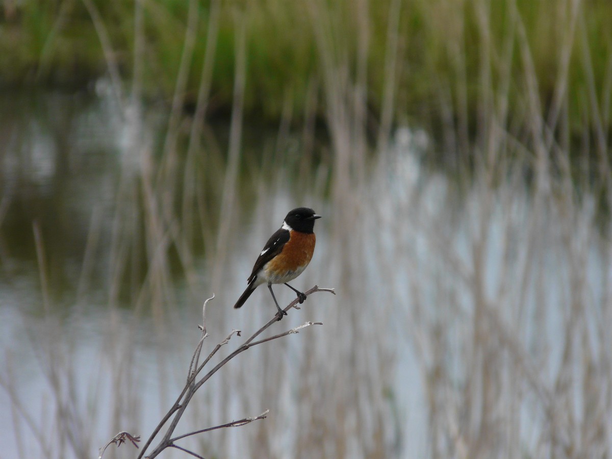 African Stonechat - ML620391207