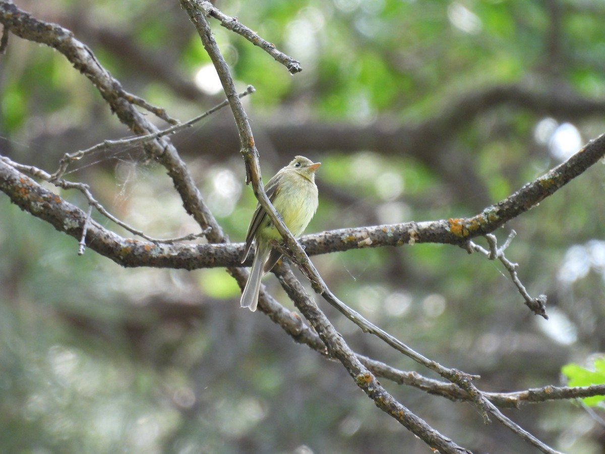 Western Flycatcher - ML620391208