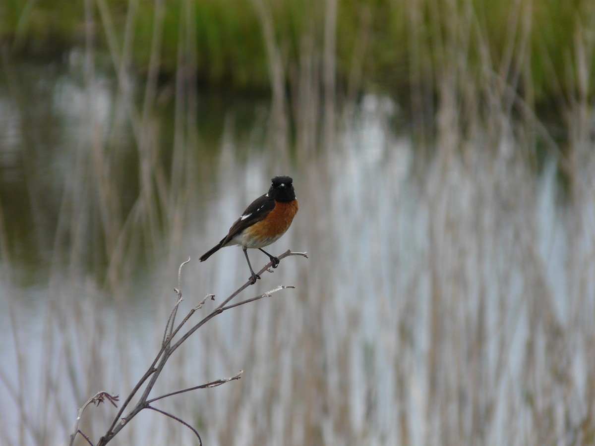 African Stonechat - ML620391209