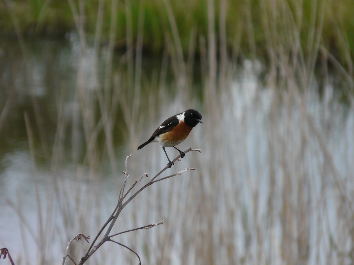 African Stonechat - ML620391210