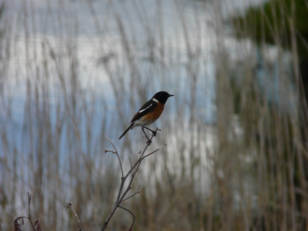 African Stonechat - ML620391211