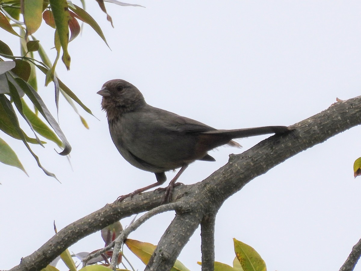 California Towhee - ML620391215