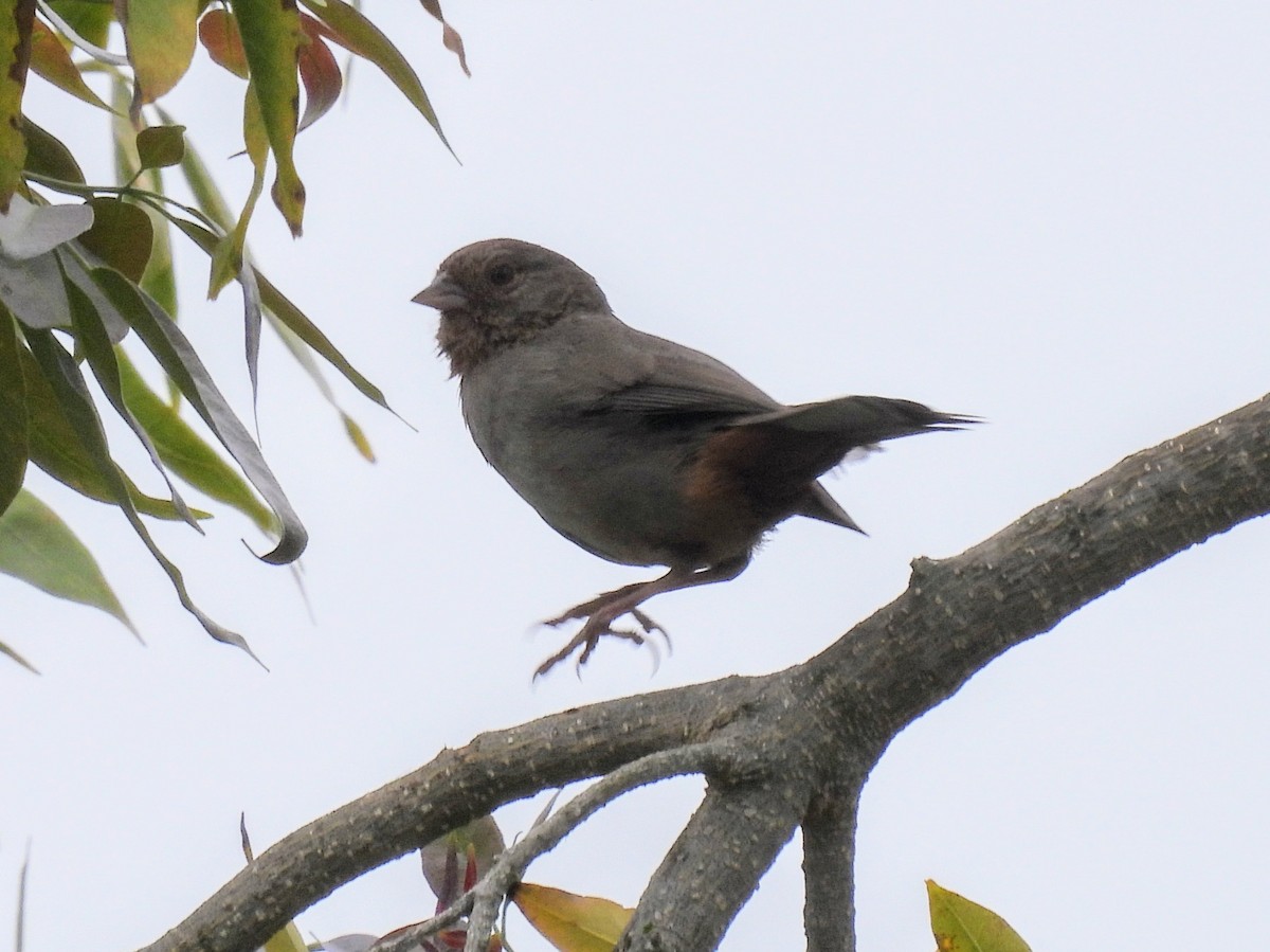 California Towhee - ML620391216