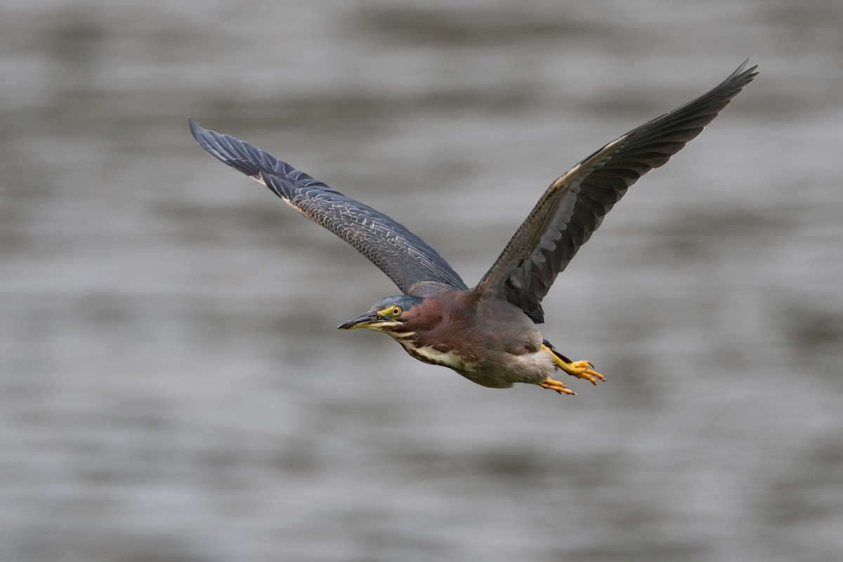 Green Heron - Cynthia  Case