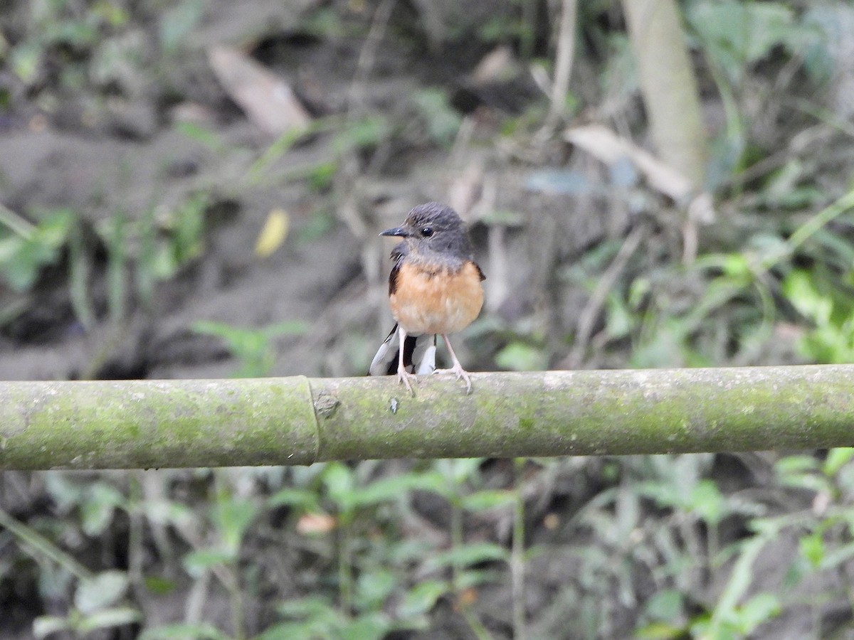 White-rumped Shama - ML620391232