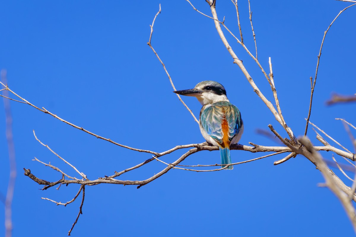 Red-backed Kingfisher - ML620391255