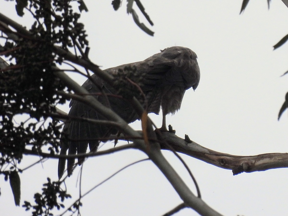 Swainson's Hawk - ML620391259