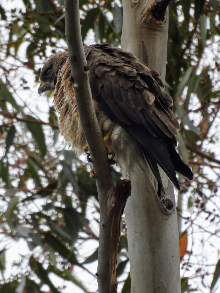 Swainson's Hawk - ML620391260