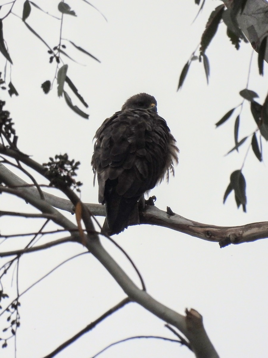 Swainson's Hawk - ML620391261