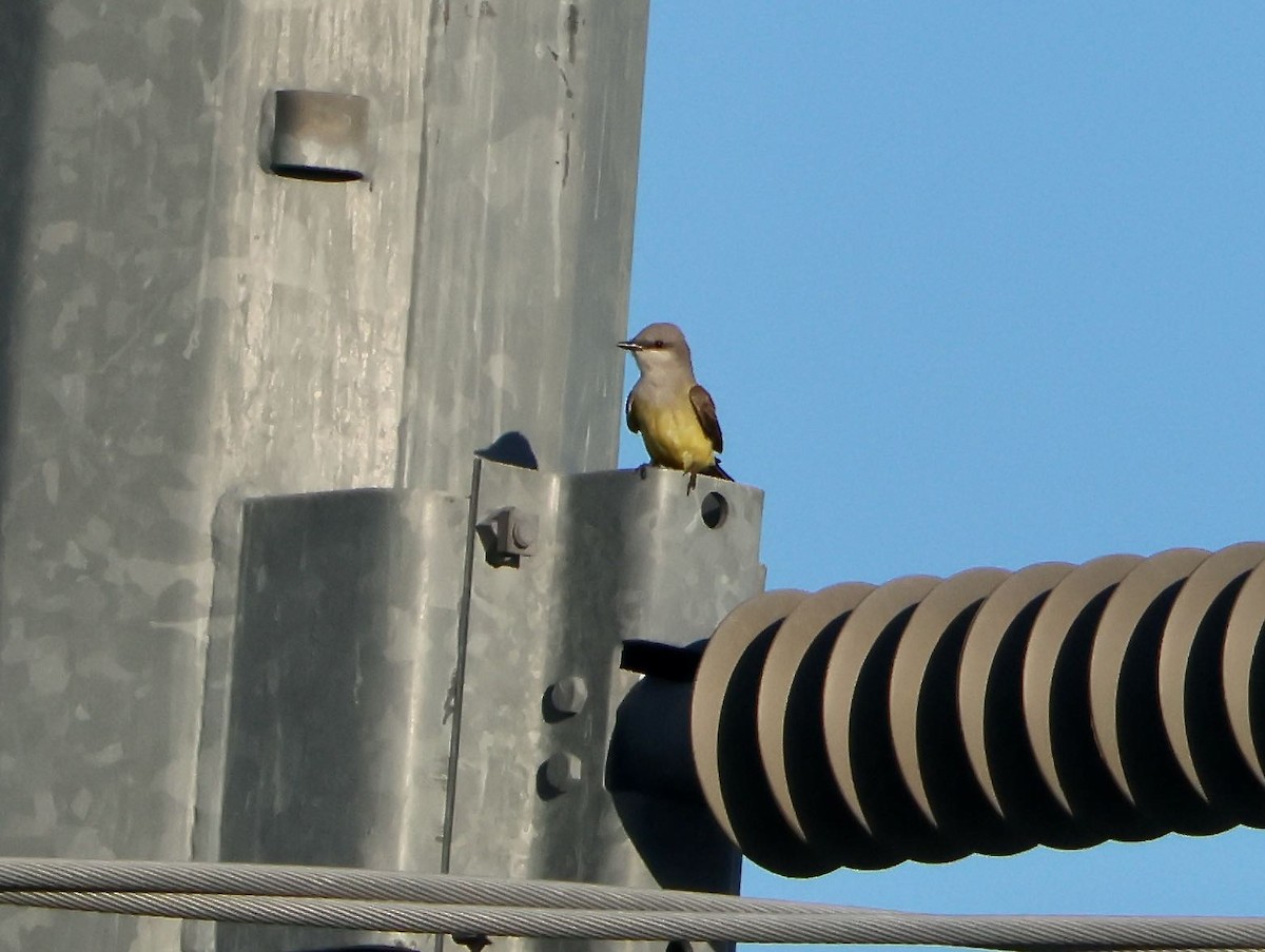 Western Kingbird - ML620391265