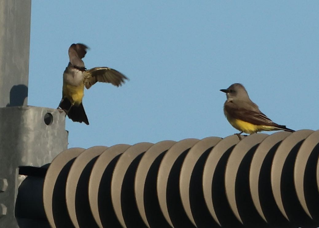 Western Kingbird - ML620391268