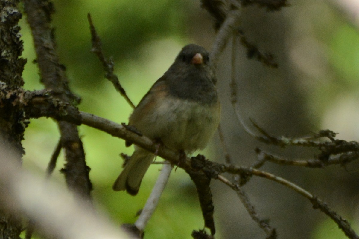 Dark-eyed Junco - ML620391271