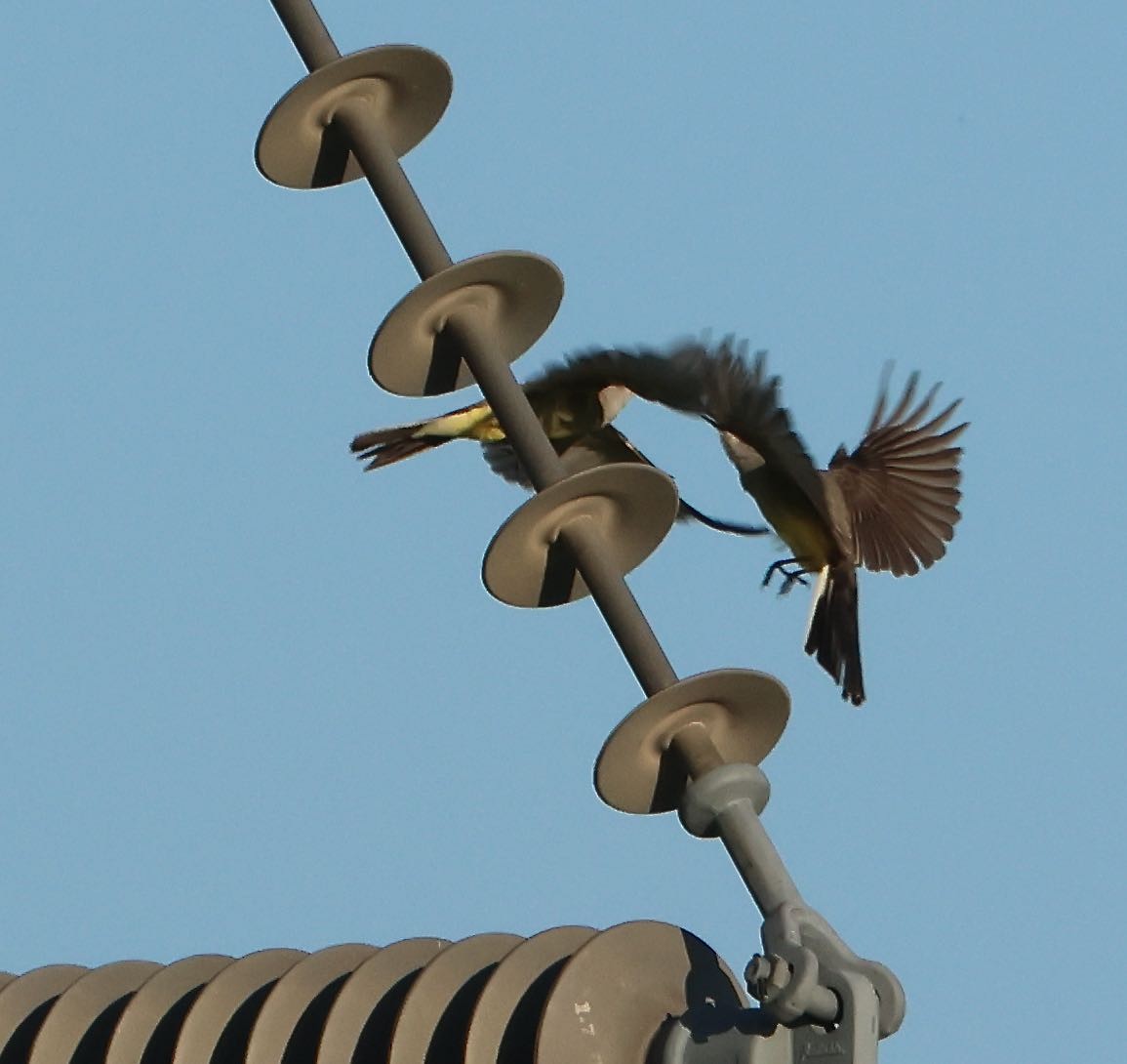 Western Kingbird - ML620391273