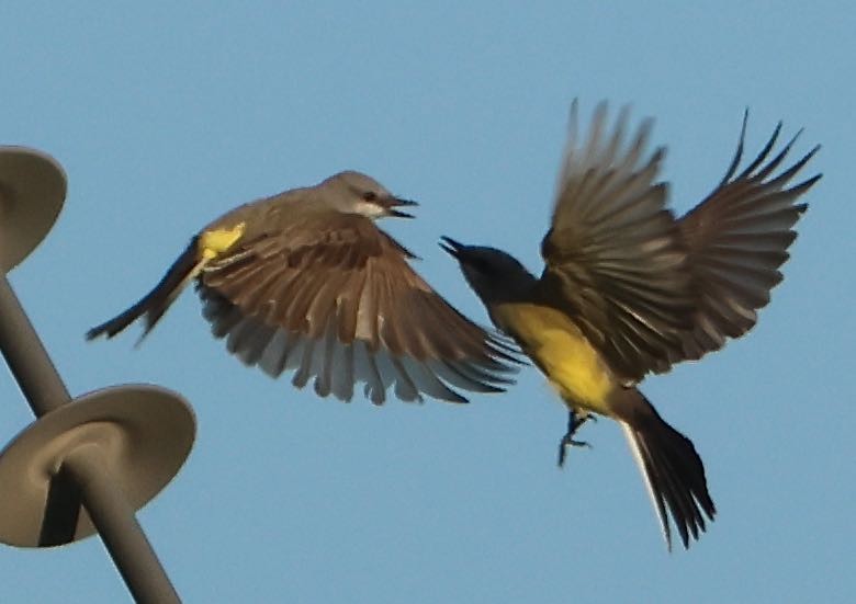 Western Kingbird - ML620391275