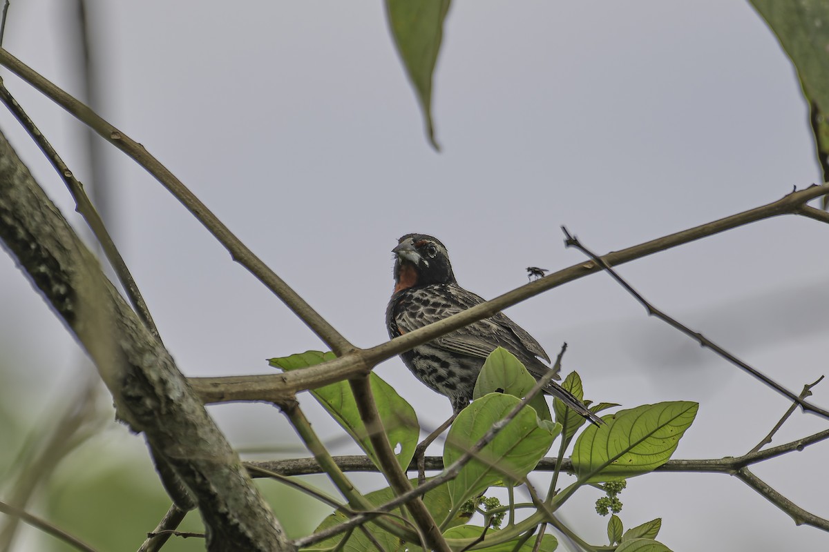 Peruvian Meadowlark - ML620391282