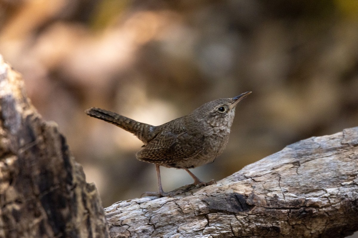 House Wren - ML620391284