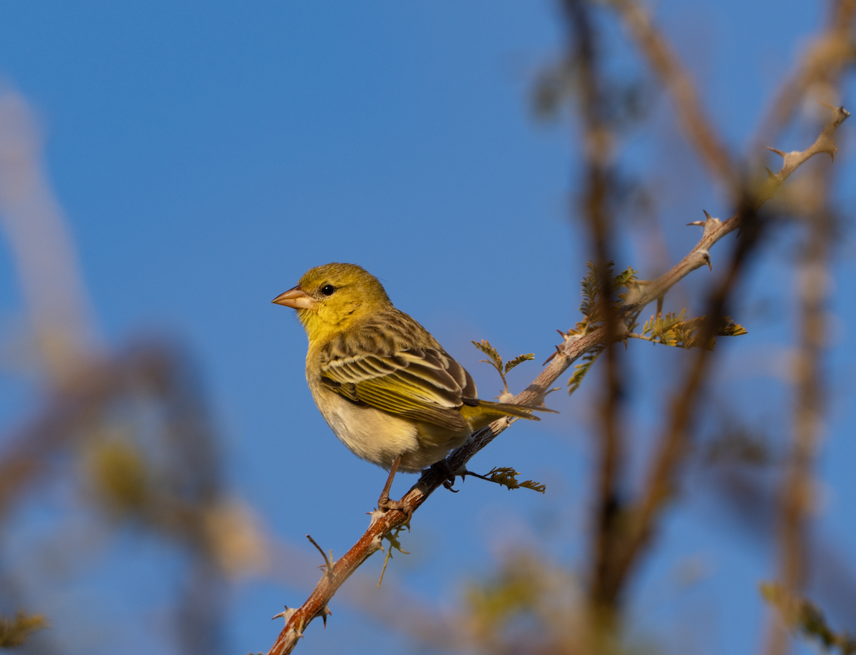 Southern Masked-Weaver - ML620391302