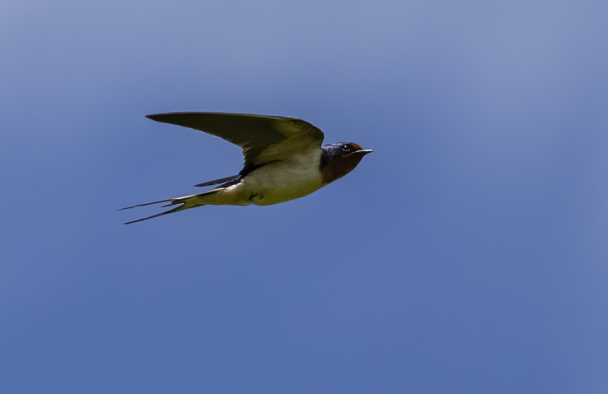 Barn Swallow - ML620391307