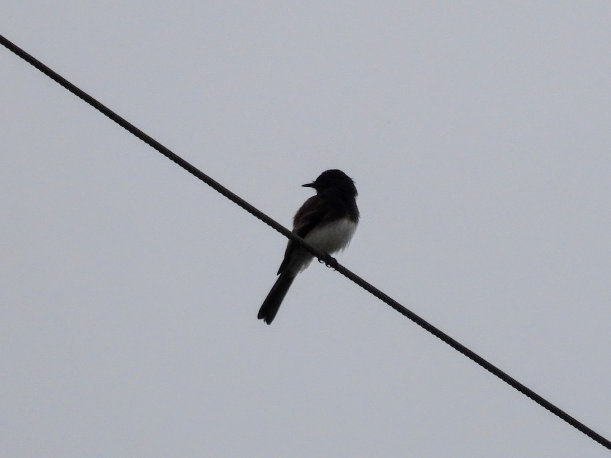 Black Phoebe - ML620391316