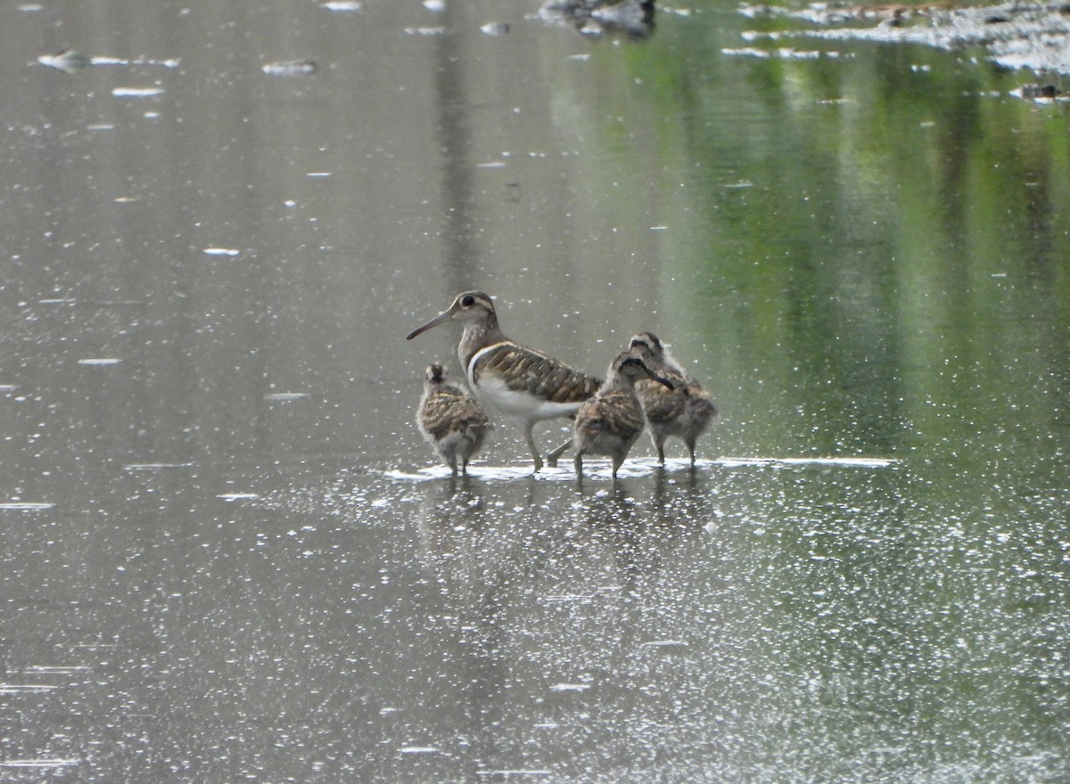 Greater Painted-Snipe - ML620391319
