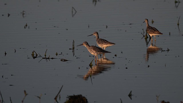 Greater Yellowlegs - ML620391326