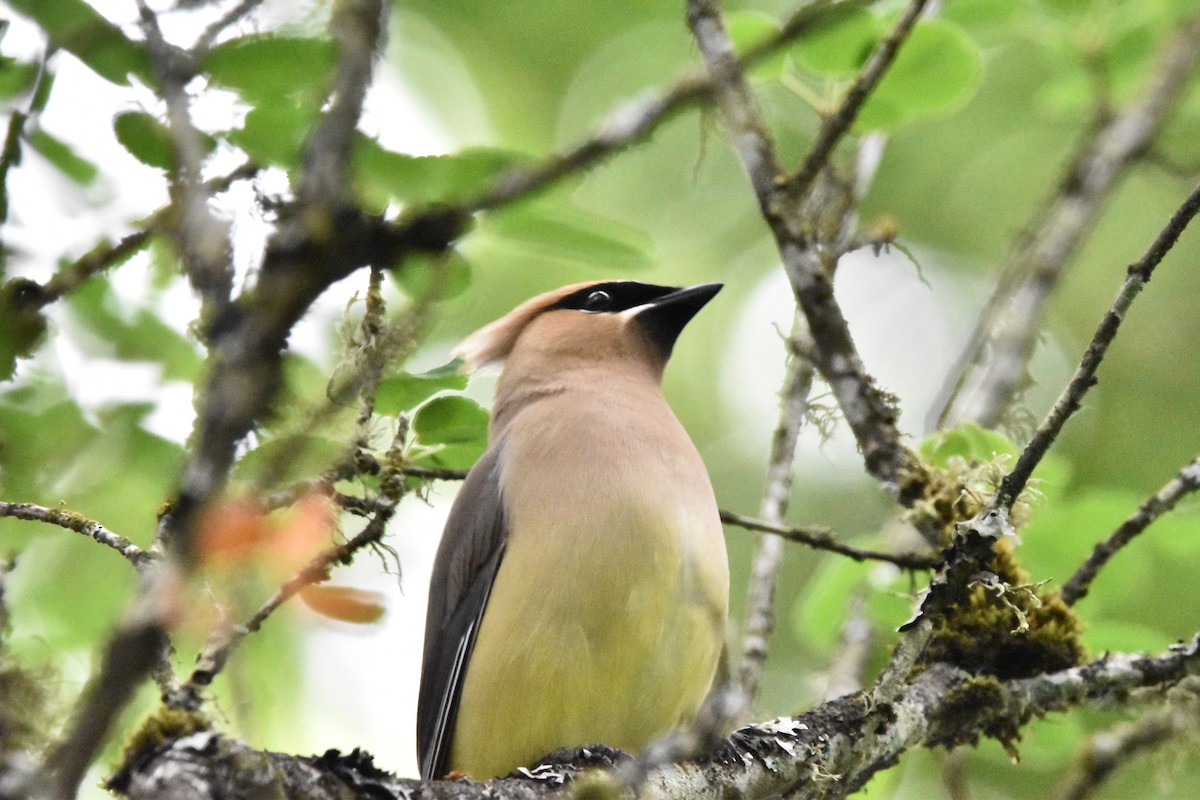 Cedar Waxwing - ML620391332