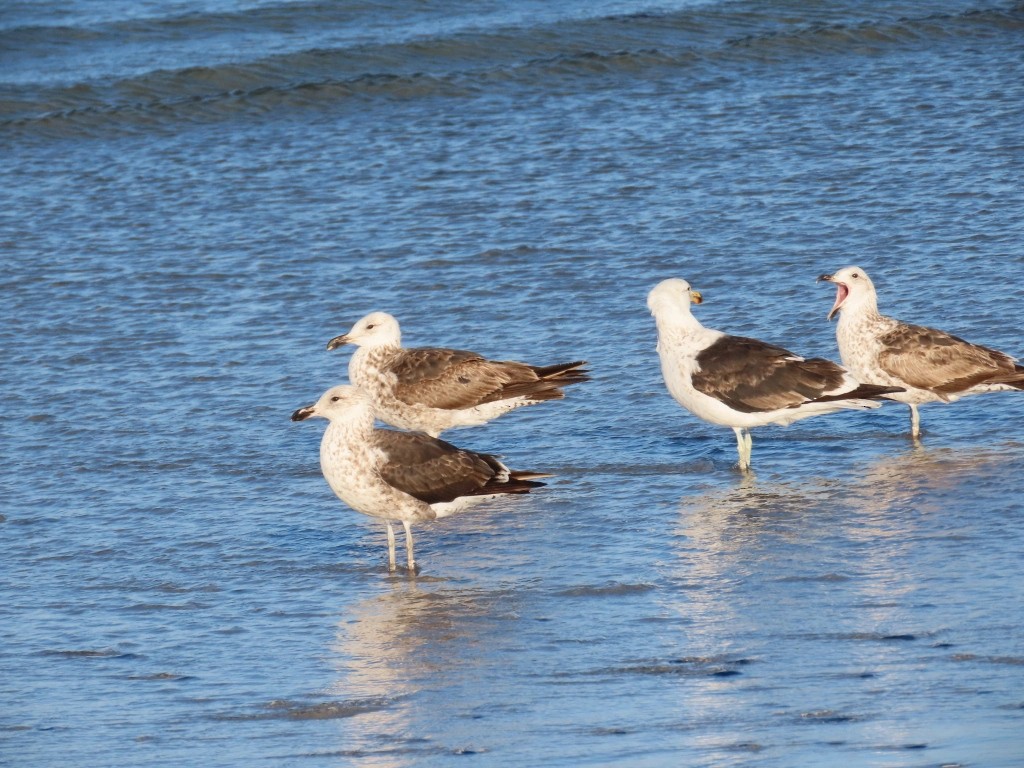 Kelp Gull - ML620391340