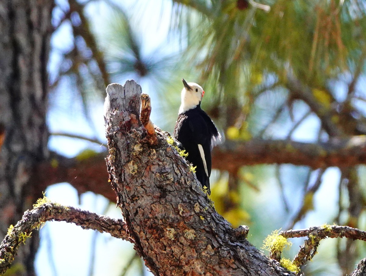 White-headed Woodpecker - ML620391363