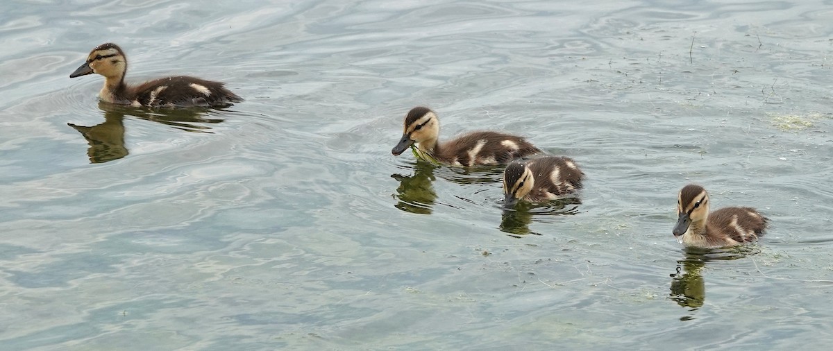 Canard colvert - ML620391366