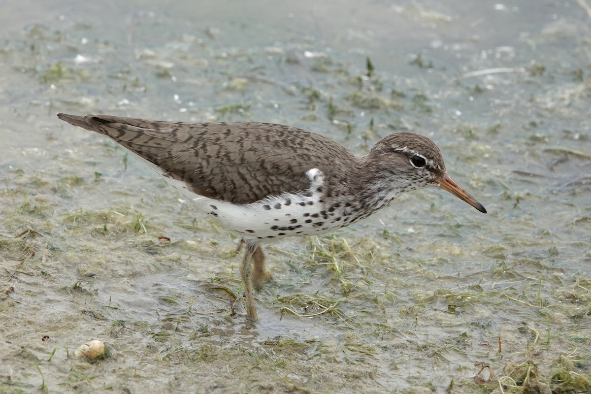 Spotted Sandpiper - ML620391376