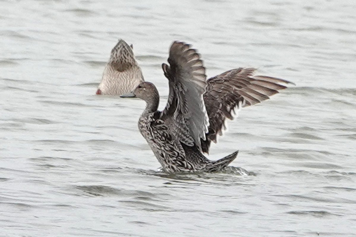 Northern Pintail - ML620391388