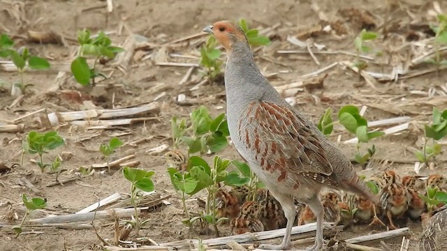 Серая куропатка - ML620391393