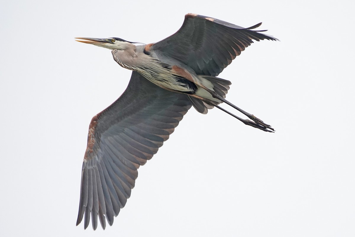 Great Blue Heron - ML620391395