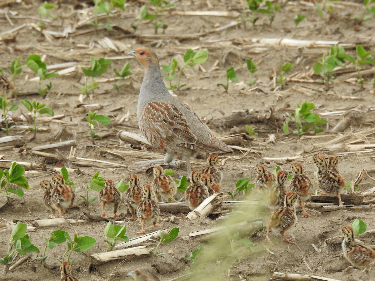 Gray Partridge - ML620391404