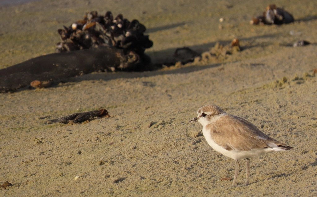 White-fronted Plover - ML620391420