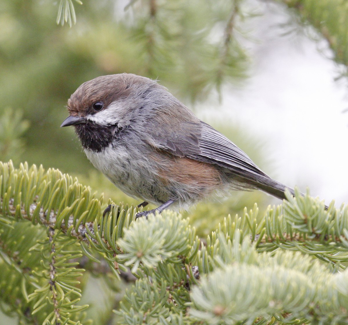 Boreal Chickadee - ML620391428