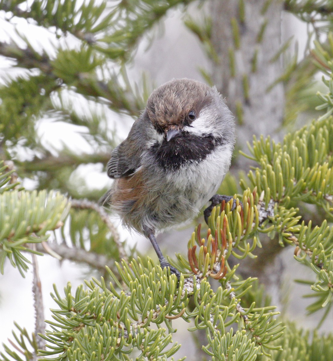 Boreal Chickadee - ML620391429