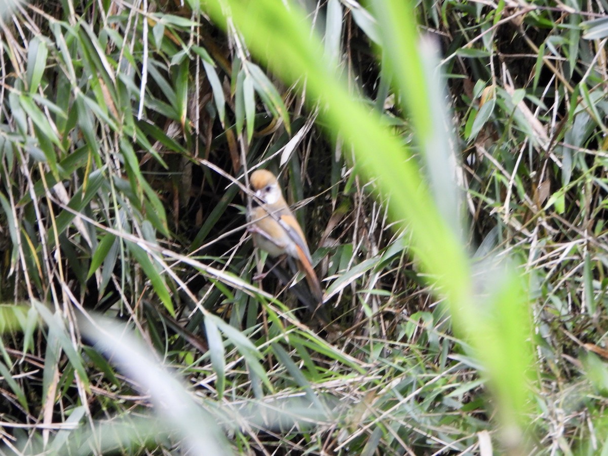 Golden Parrotbill - ML620391432