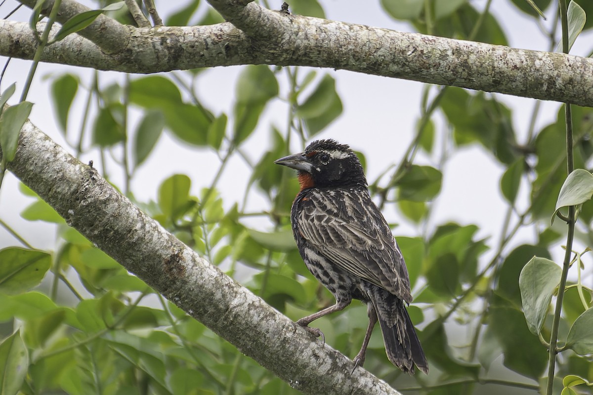 Peruvian Meadowlark - ML620391435